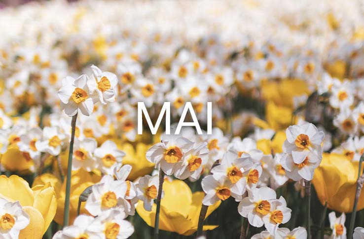 Aufblühende Blumen und der Text Mai